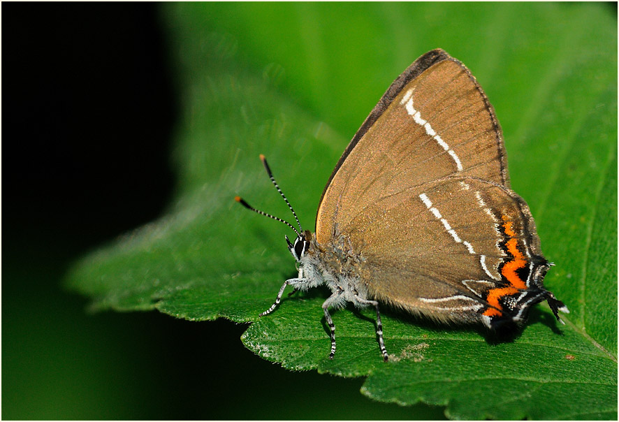 Ulmen-Zipfelfalter (Satyrium w-album)