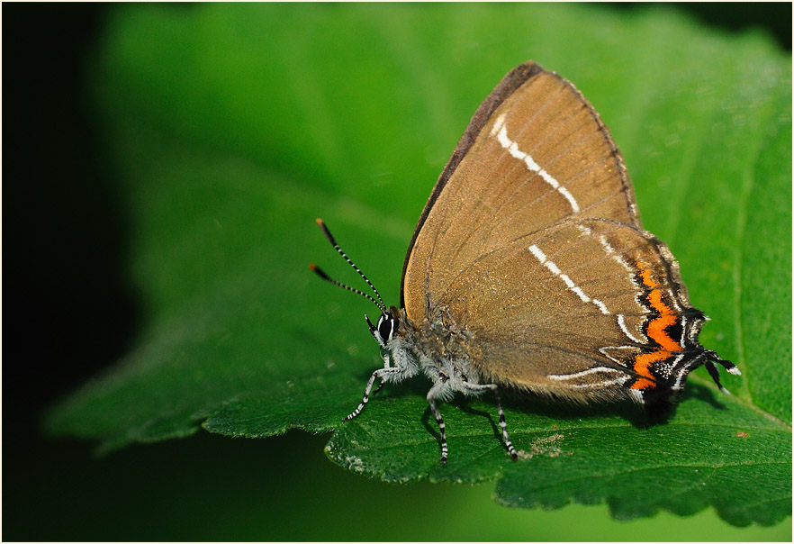 Ulmen-Zipfelfalter (Satyrium w-album)