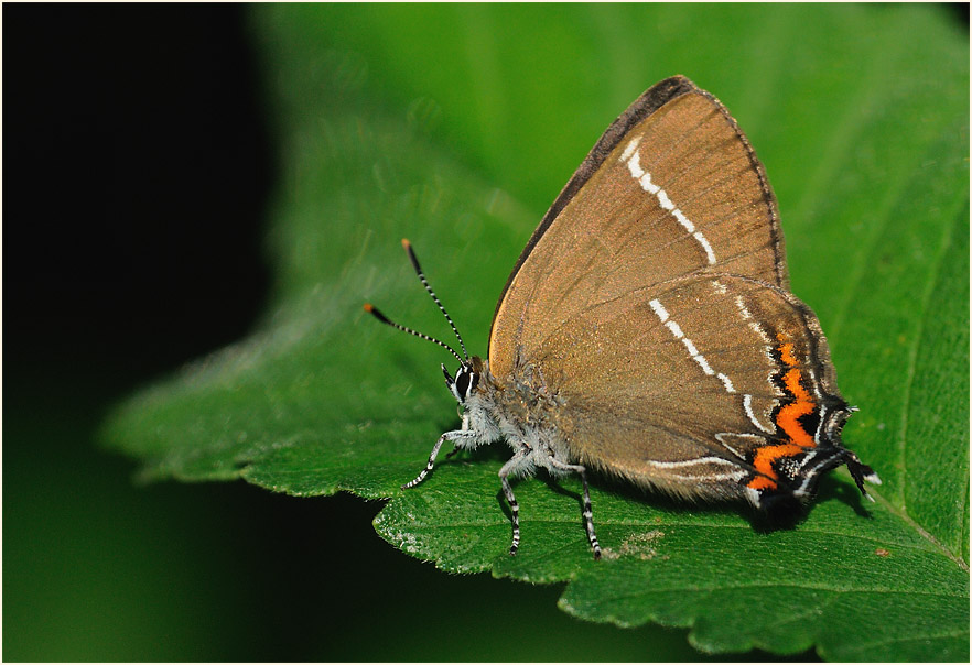 Ulmen-Zipfelfalter (Satyrium w-album)