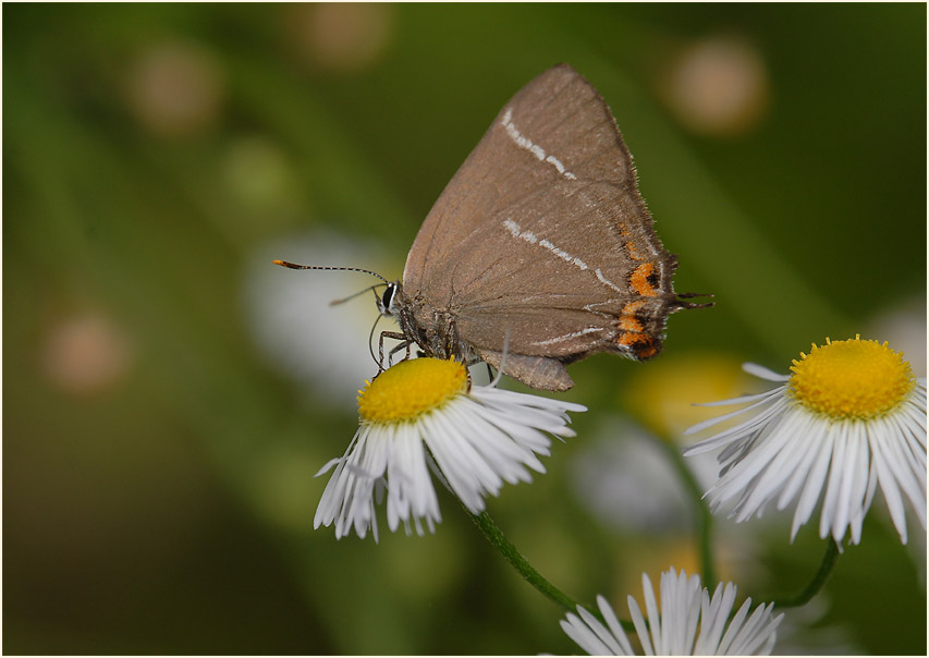 Ulmen-Zipfelfalter (Satyrium w-album)