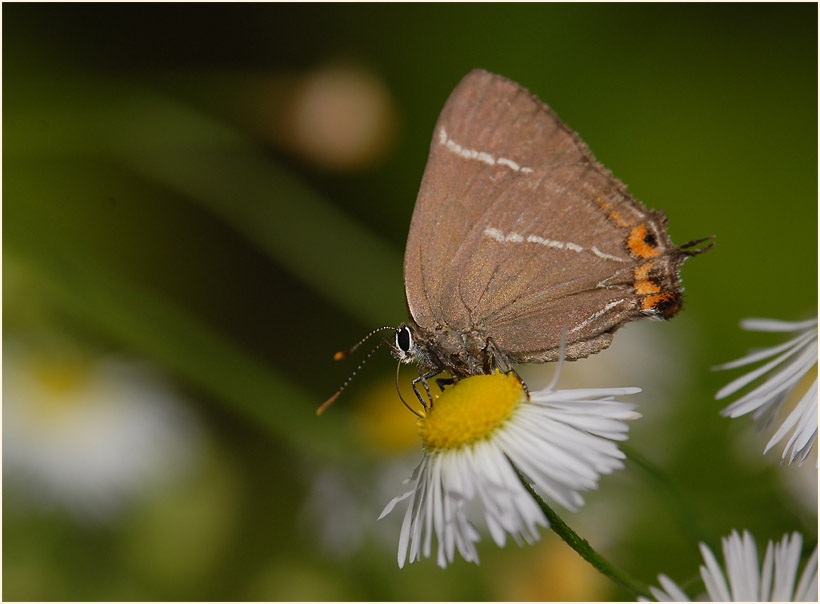 Ulmen-Zipfelfalter (Satyrium w-album)