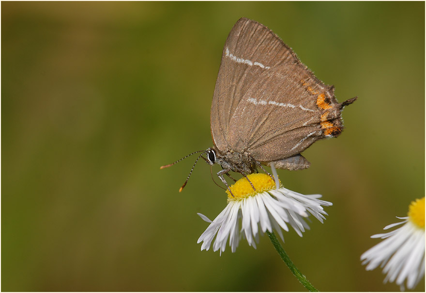 Ulmen-Zipfelfalter (Satyrium w-album)