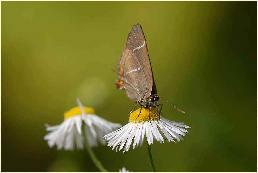 Ulmen-Zipfelfalter (Satyrium w-album)