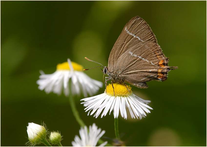 Ulmen-Zipfelfalter (Satyrium w-album)