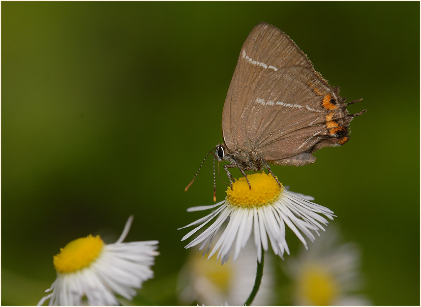 Ulmen-Zipfelfalter (Satyrium w-album)