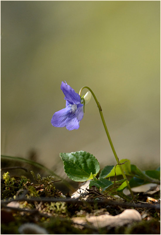 Veilchen (Viola)