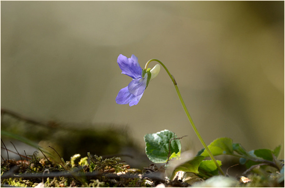 Veilchen (Viola)