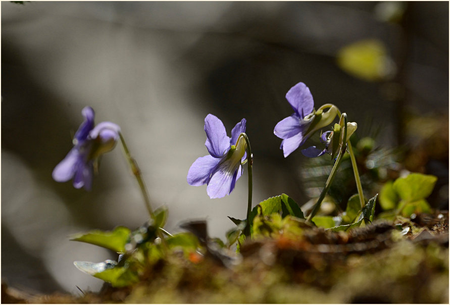 Veilchen (Viola)