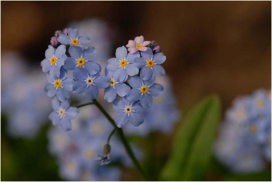 Vergissmeinnicht (Myosotis)