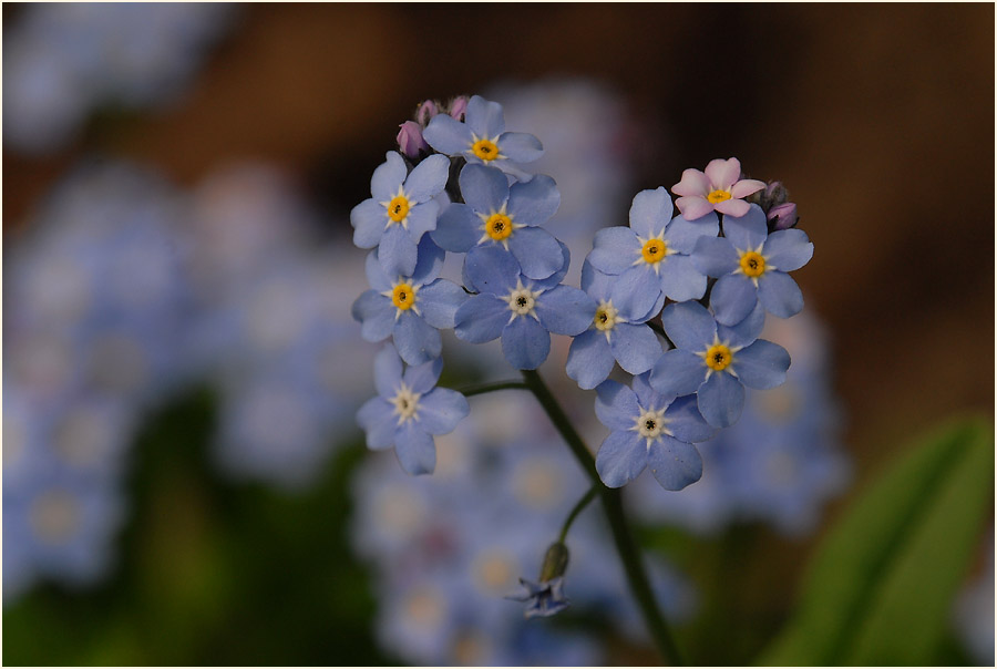 Vergissmeinnicht (Myosotis)