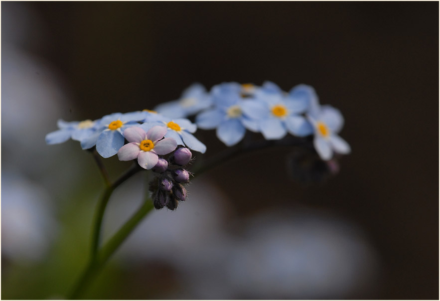 Vergissmeinnicht (Myosotis)