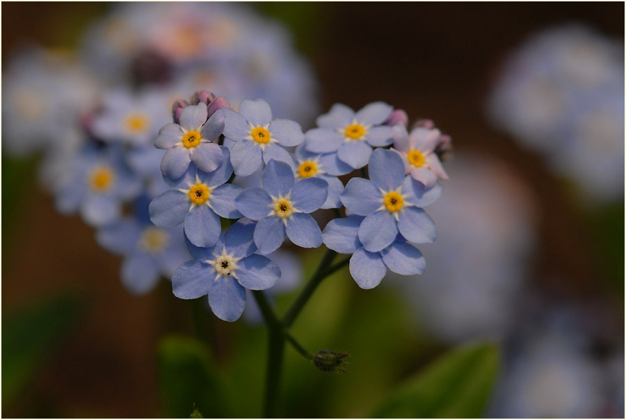 Vergissmeinnicht (Myosotis)