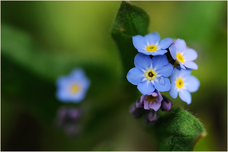 Vergissmeinnicht (Myosotis)