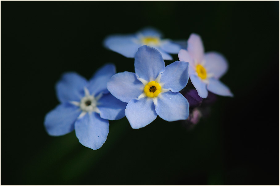 Vergissmeinnicht (Myosotis)