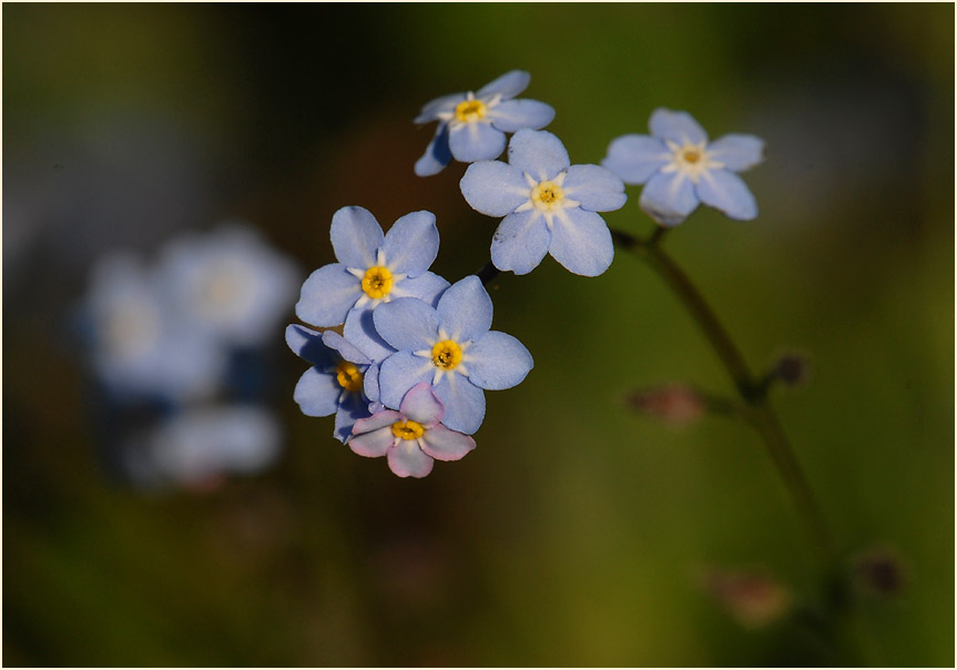 Vergissmeinnicht (Myosotis)