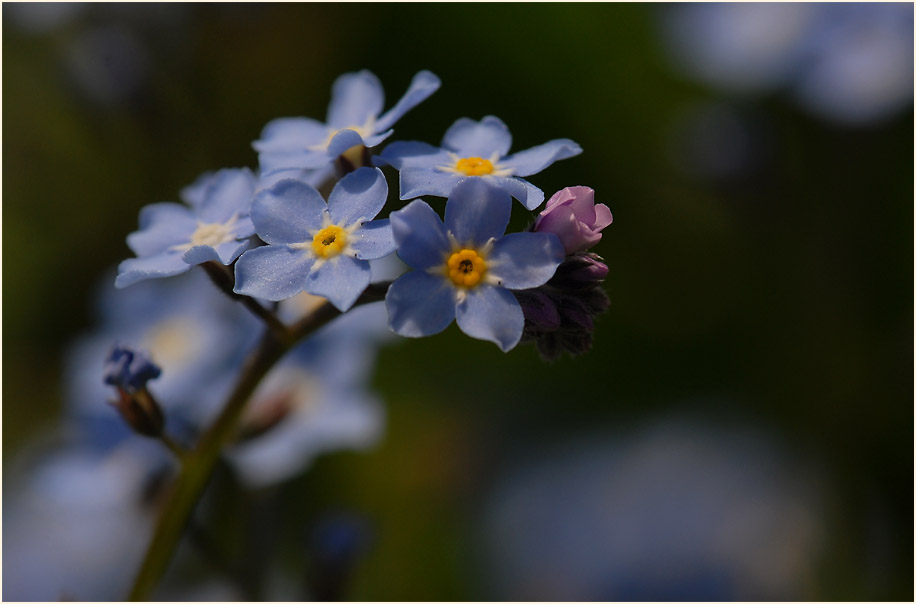 Vergissmeinnicht (Myosotis)