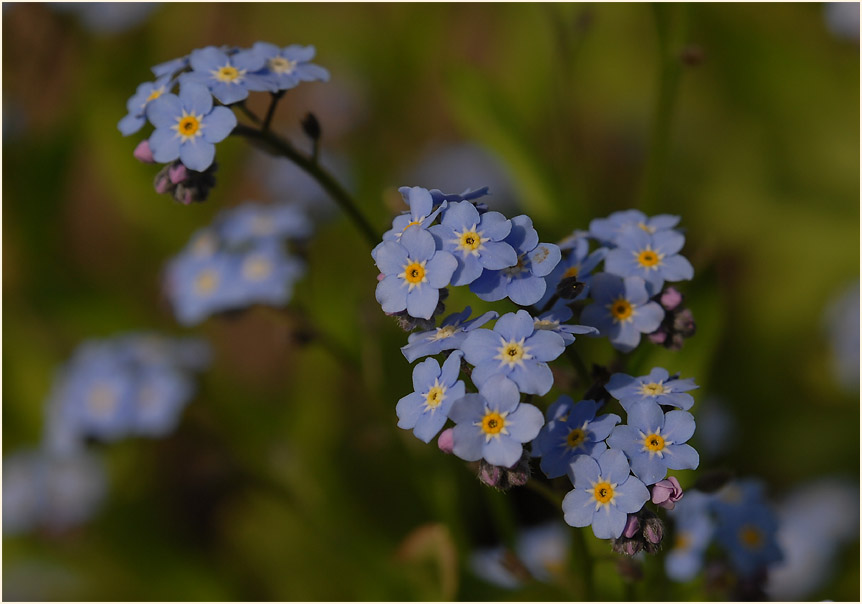 Vergissmeinnicht (Myosotis)