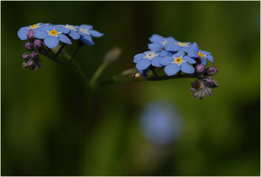 Vergissmeinnicht (Myosotis)