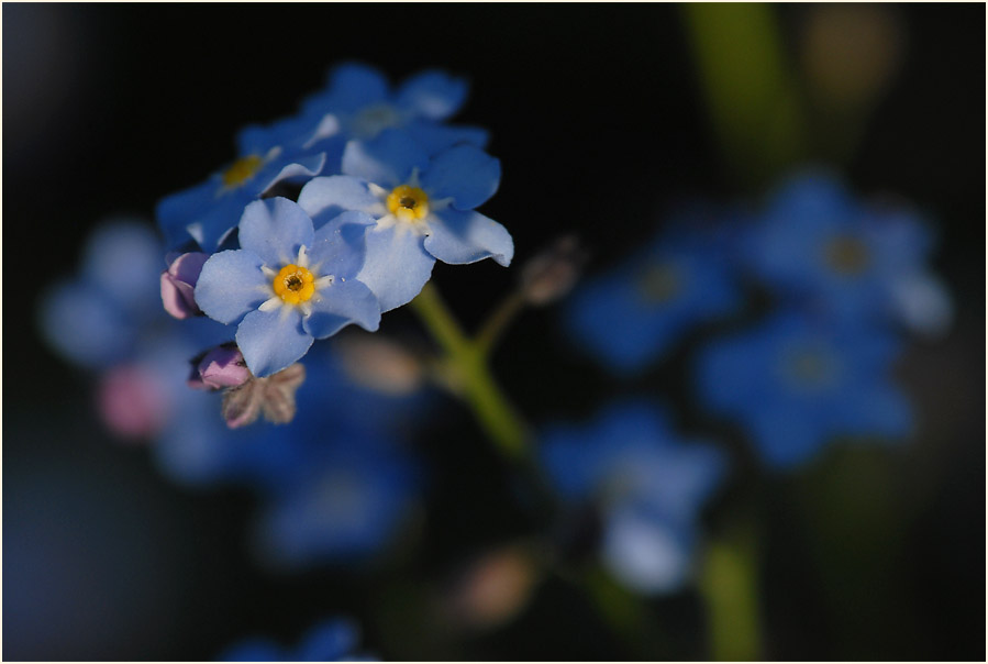 Vergissmeinnicht (Myosotis)