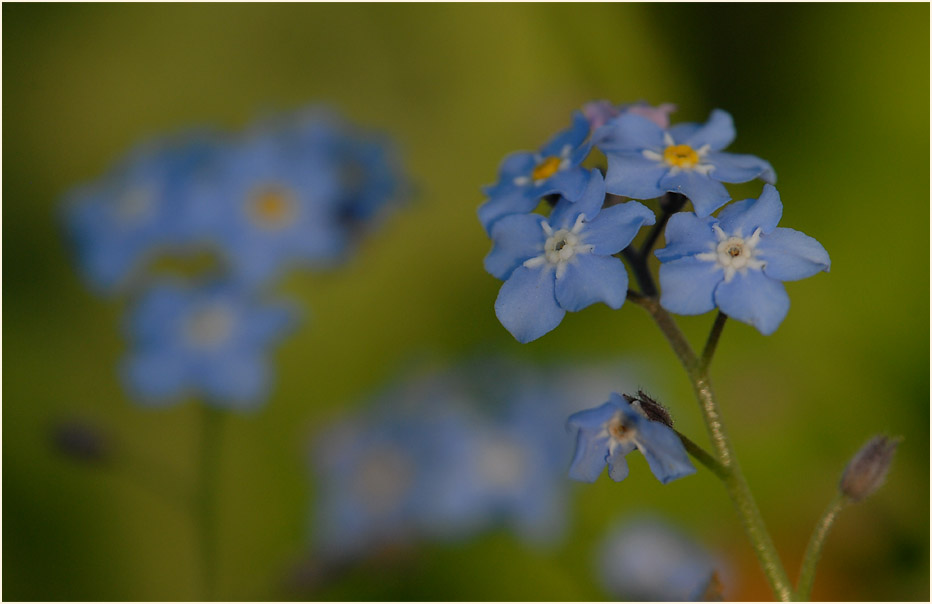 Vergissmeinnicht (Myosotis)