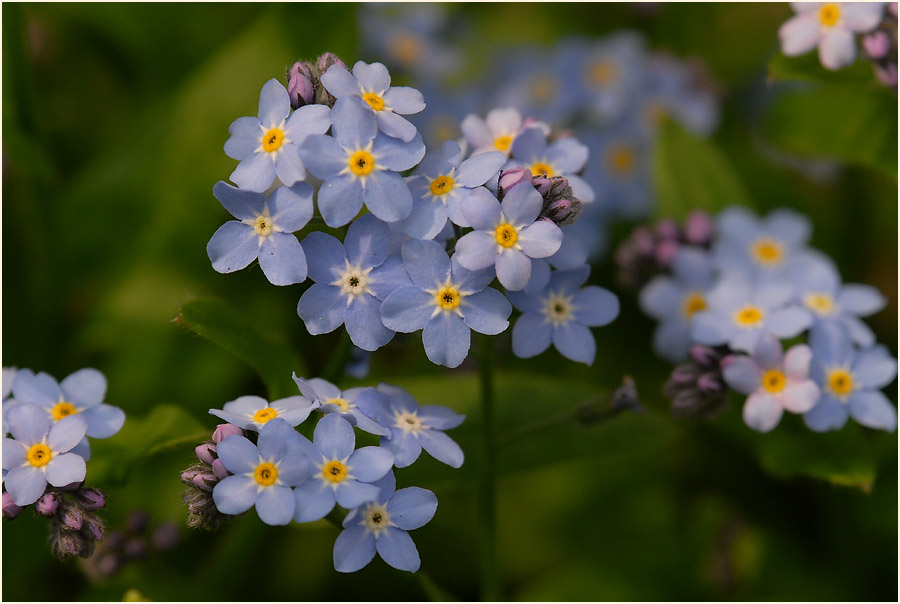 Vergissmeinnicht (Myosotis)