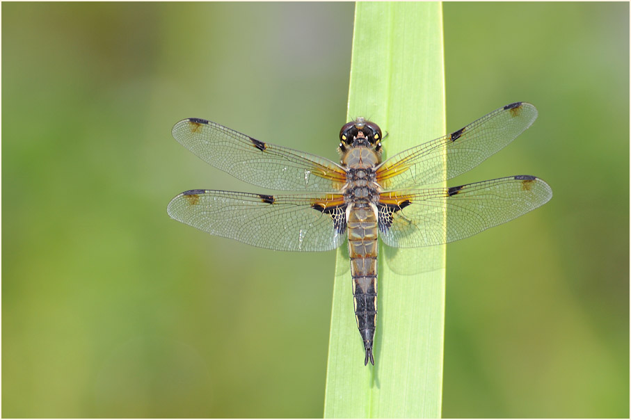 Libellen, Vierfleck