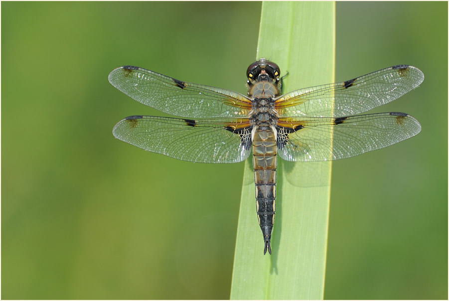 Libellen, Vierfleck