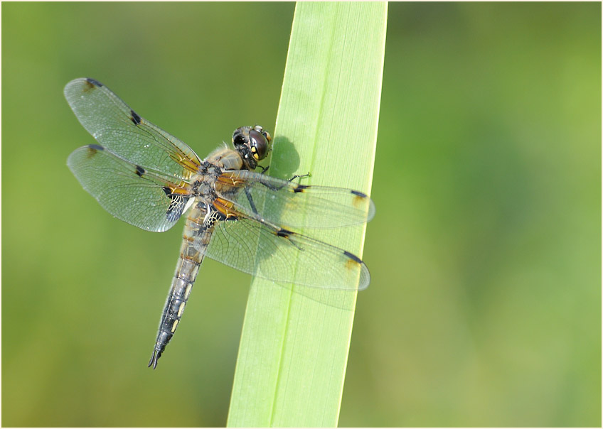 Libellen, Vierfleck