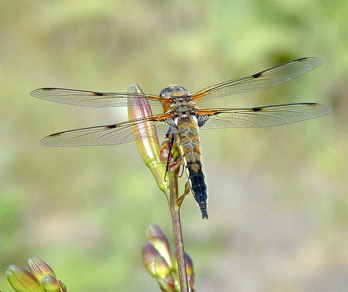 Libellen, Vierfleck