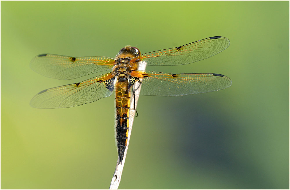Libellen, Vierfleck
