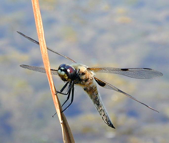Libellen, Vierfleck