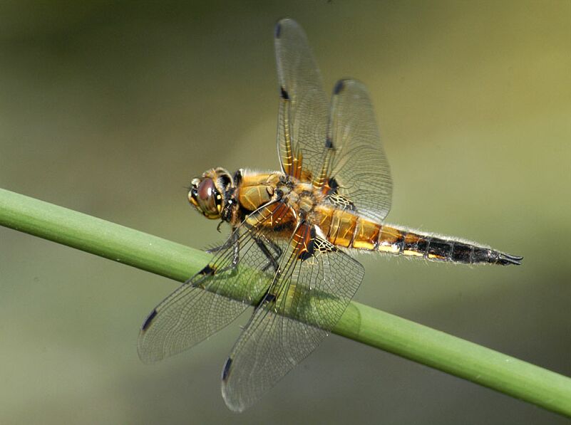 Libellen, Vierfleck