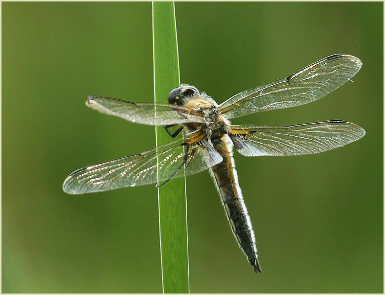 Libellen, Vierfleck