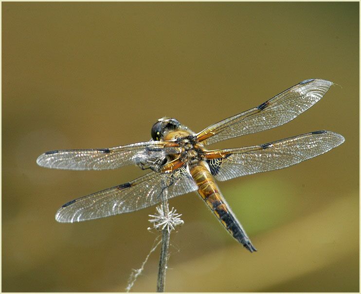 Libellen, Vierfleck