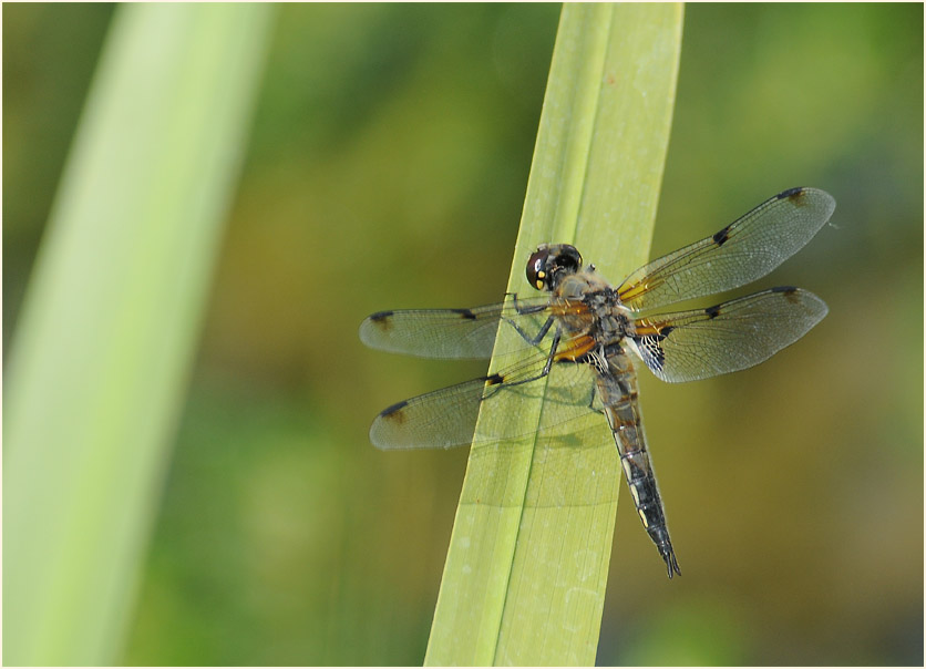 Libellen, Vierfleck