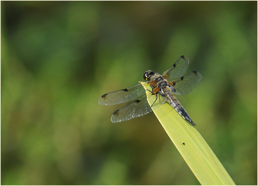 Libellen, Vierfleck