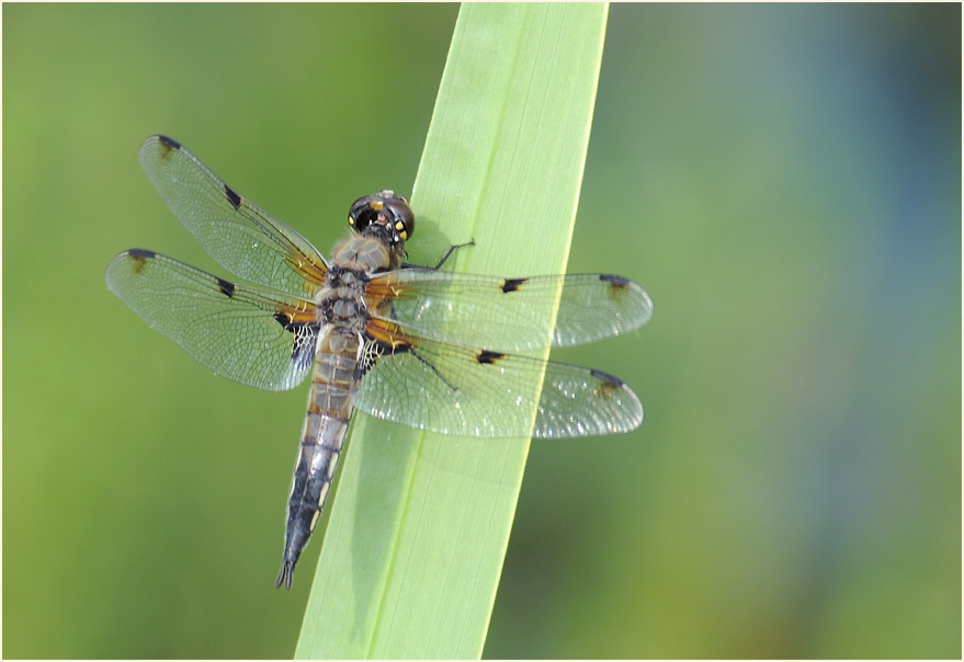 Libellen, Vierfleck