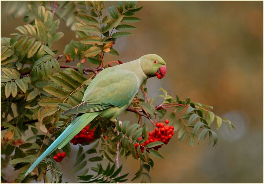 Halsbandsittich nascht Vogelbeere (Sorbus aucuparia)