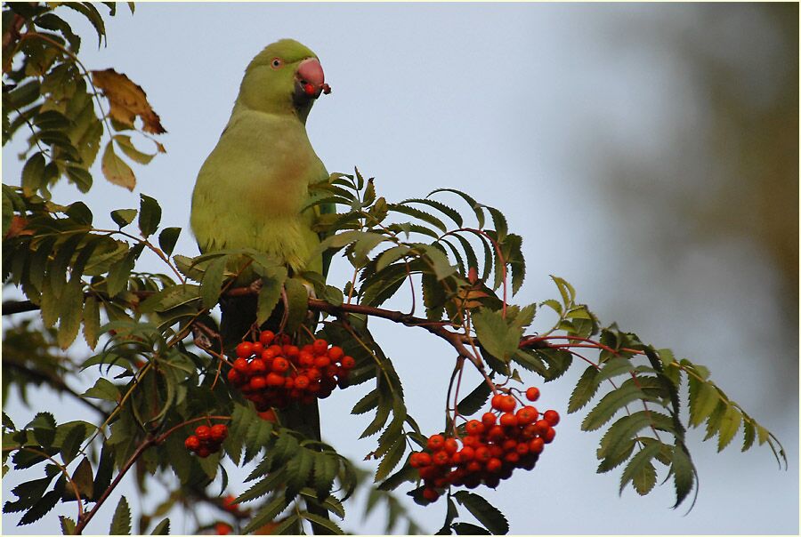 Halsbandsittich nascht Vogelbeere (Sorbus aucuparia)