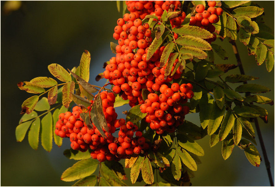 Vogelbeere (Sorbus aucuparia)