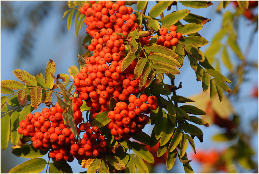 Vogelbeere (Sorbus aucuparia)
