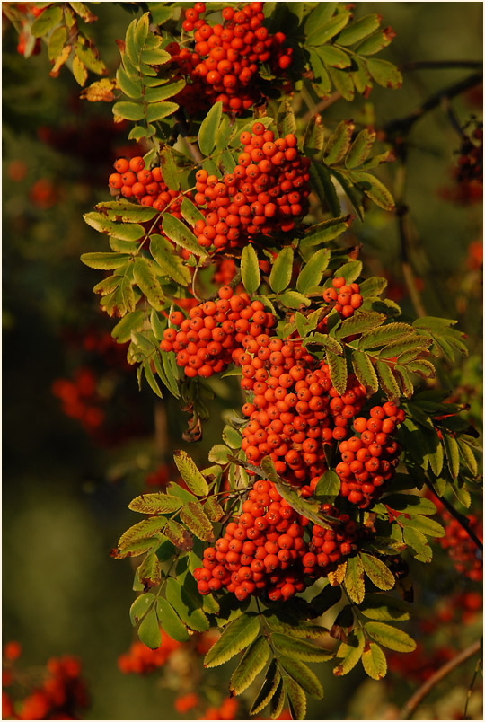 Vogelbeere (Sorbus aucuparia)