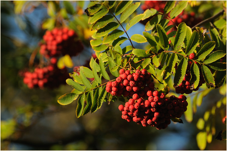 Vogelbeere (Sorbus aucuparia)