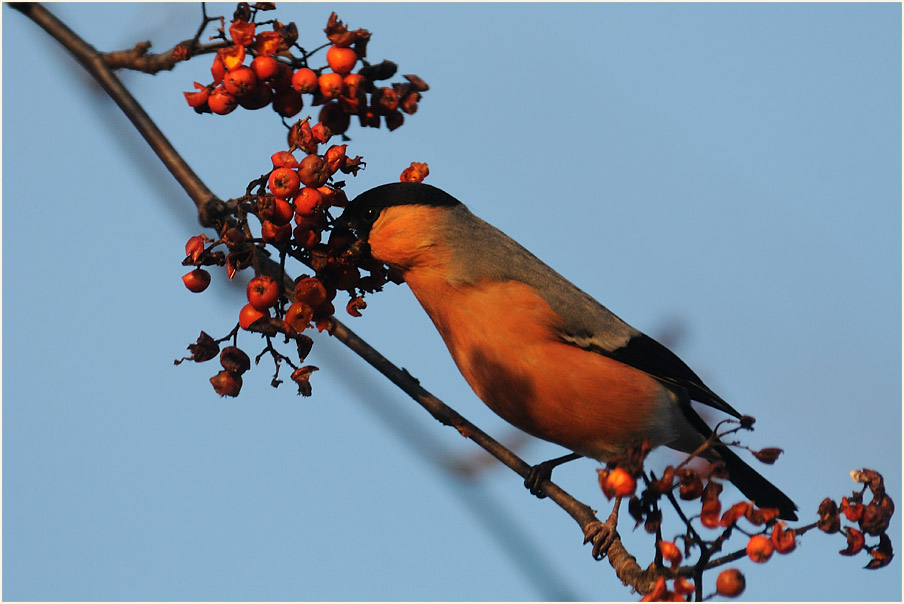Gimpel, Vogelbeere (Sorbus aucuparia)