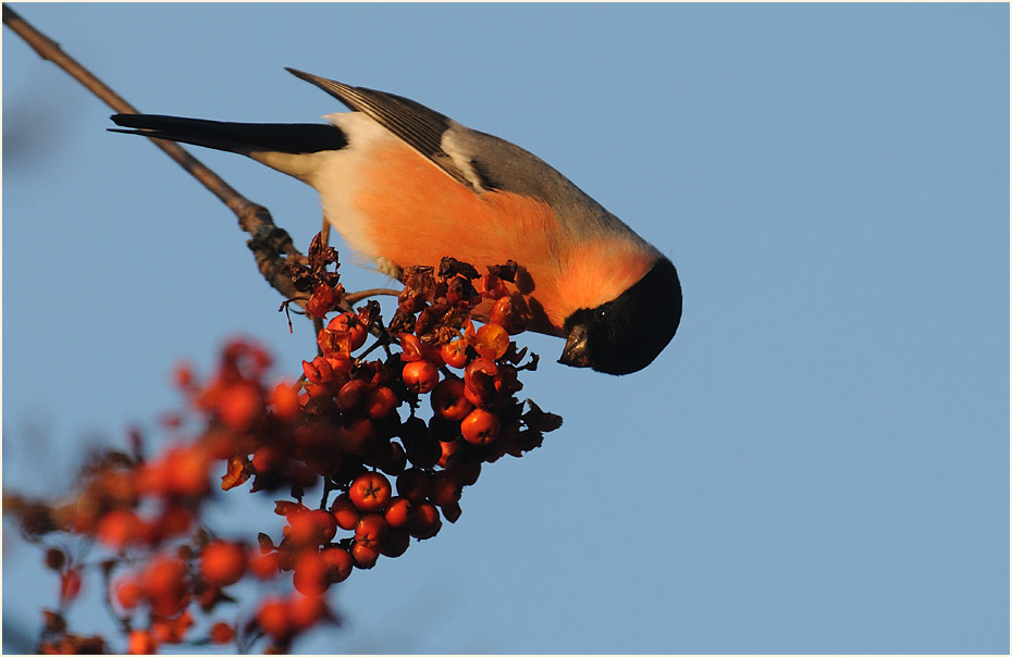 Gimpel, Vogelbeere (Sorbus aucuparia)