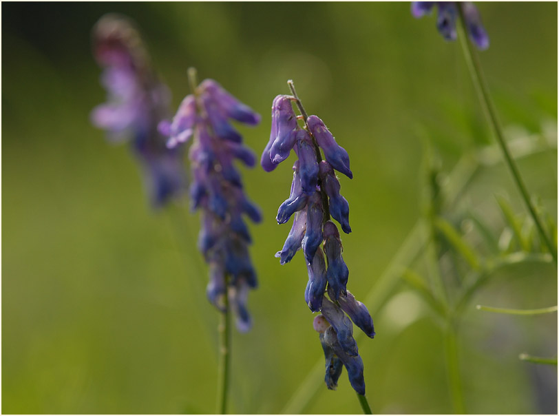 Vogelwicke (Vicia cracca)