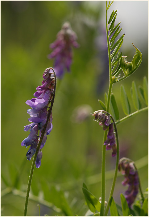 Vogelwicke (Vicia cracca)