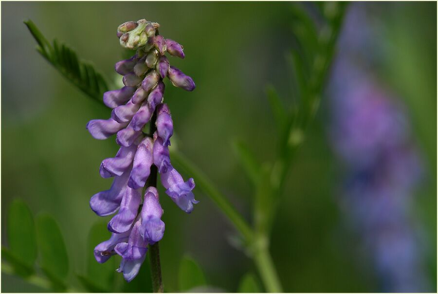 Vogelwicke (Vicia cracca)