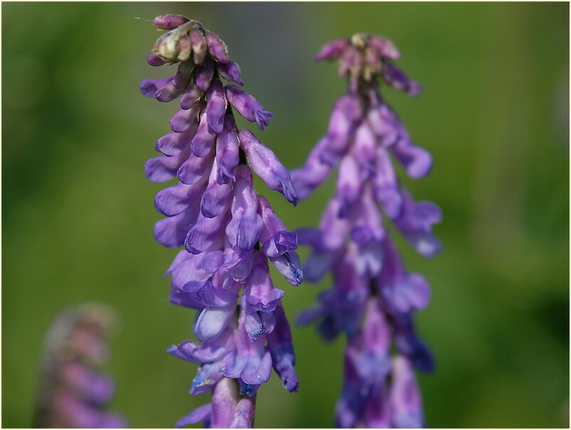 Vogelwicke (Vicia cracca)