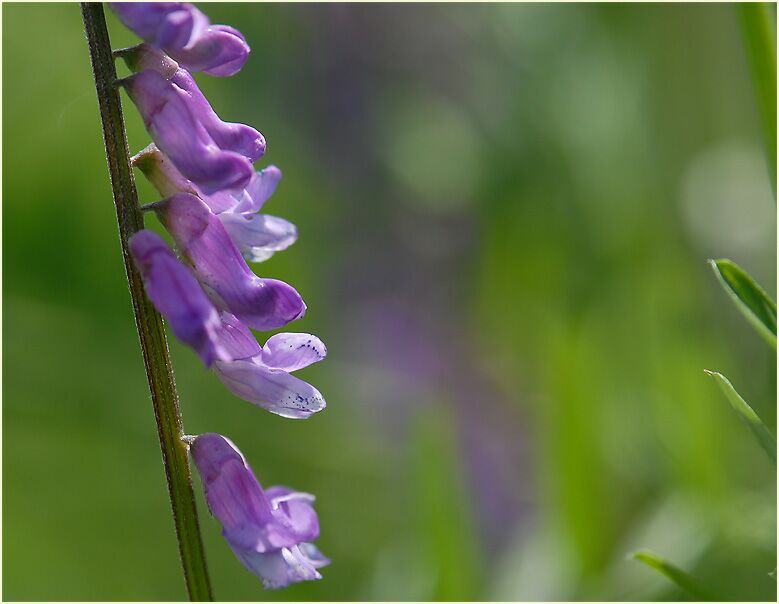 Vogelwicke (Vicia cracca)